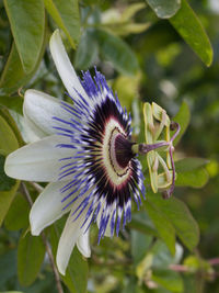 Close-up of purple flower