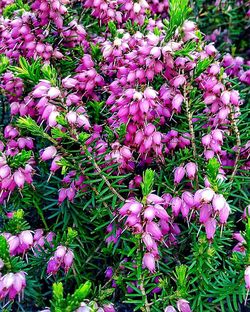 Pink flowers blooming in park