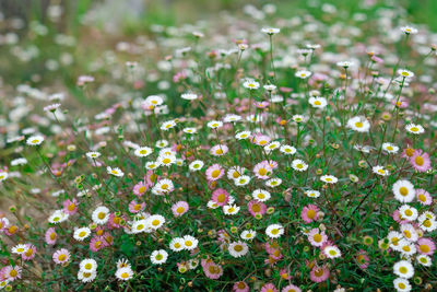 Close-up of flowering plants on field