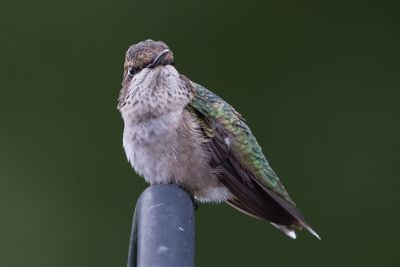 Close-up of bird perching outdoors