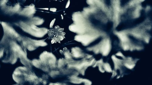 Close-up of flowers