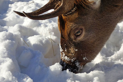 The fallow deer in the snow