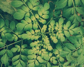 Close-up of leaves