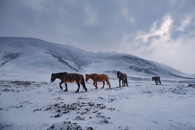 Horses on snow covered field against sky