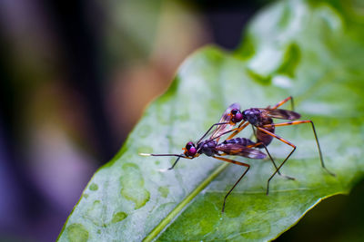 Close-up of insect on leaf