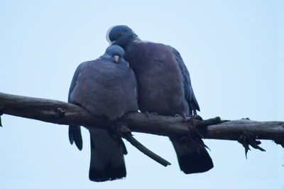 Low angle view of bird perching on branch against clear sky