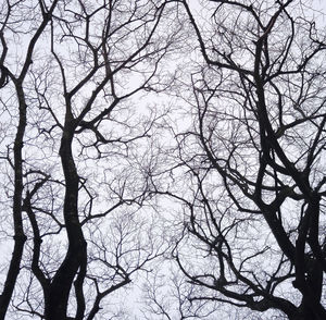 Low angle view of bare trees against sky