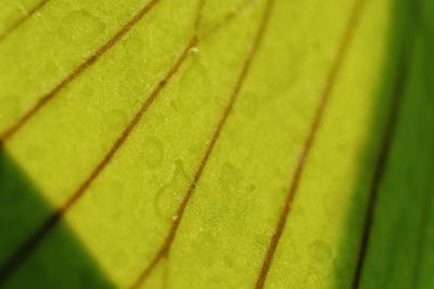 Full frame shot of leaf