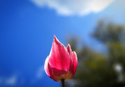 Close-up of pink rose flower