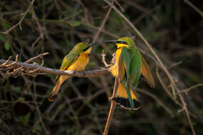 Close-up of bird perching on branch