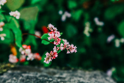 Close-up of flowering plant