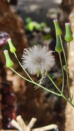 plant