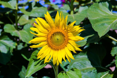 Close-up of yellow sunflower