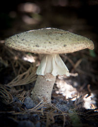 Close-up of mushrooms growing on tree trunk