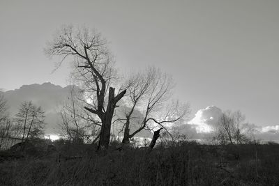 Silhouette bare tree on field against sky