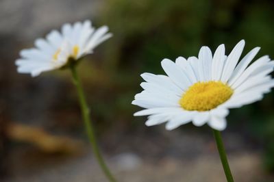 Close-up of white flowers blooming outdoors