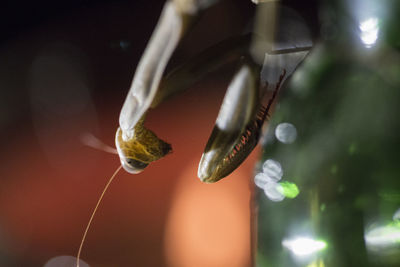 Close-up of plant against blurred background