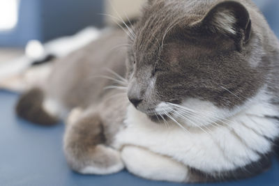 Stray cats at the ferry to ainoshima island, a cat island in fukuoka prefecture japan.