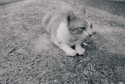 Close-up of cat sitting outdoors