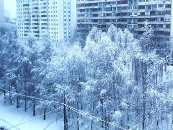 Snow covered trees in city