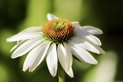 Close-up of white flower