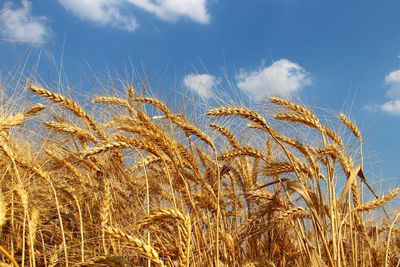 Wheat field against sky