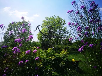 Pink flowers blooming on tree