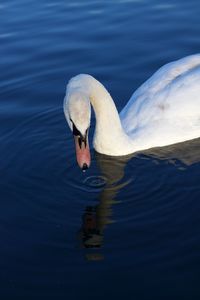 Close-up of swan swimming in lake