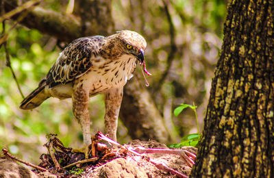 Close-up of eagle perching on tree trunk