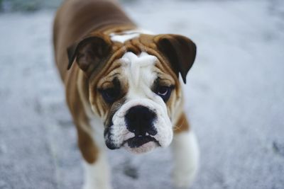 Close-up portrait of dog