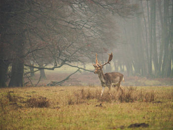 Deer in a forest