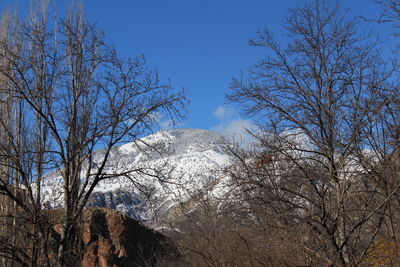 Low angle view of bare trees in forest