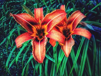 Close-up of flowers blooming in field