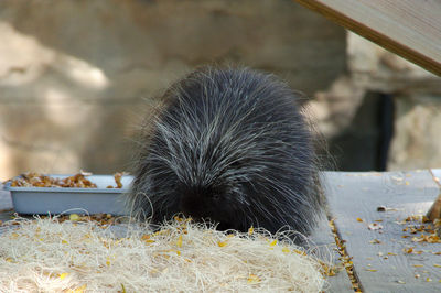 Porcupine eating