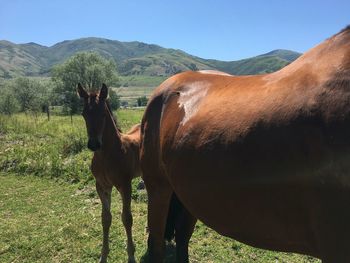 Horse grazing on field against mountain