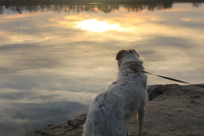 Horse in water at sunset