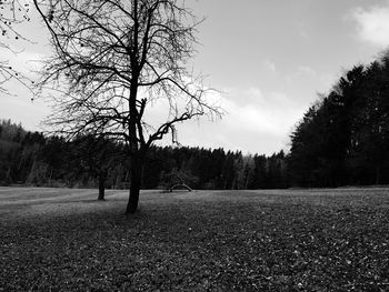 Bare trees on landscape