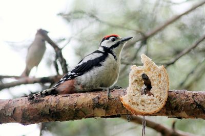 Close-up of bird perching on branch