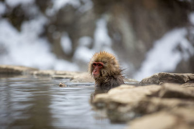 Monkey in a snow