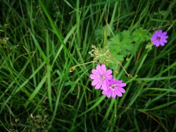 High angle view of pink flowering plant on field