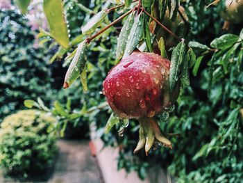 Close-up of strawberry growing on tree