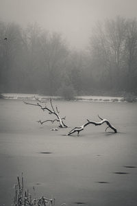Bare tree by lake during winter