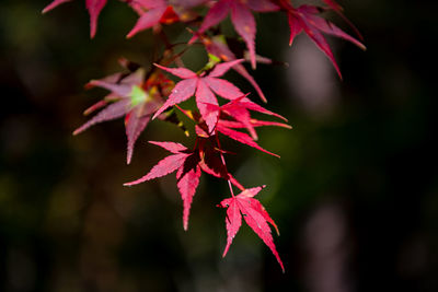 Close-up of maple leaves