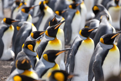 Close-up of penguins in water