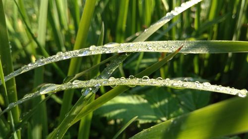 Close-up of wet plant