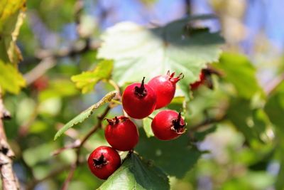 Close-up of cherries on tree