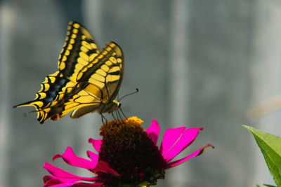 Close-up of butterfly on pink flower