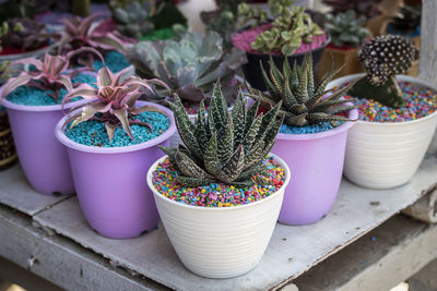 High angle view of potted plants on table