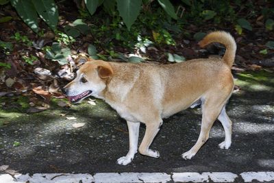 Side view of dog standing on land