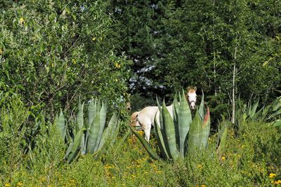 Horse standing in a forest